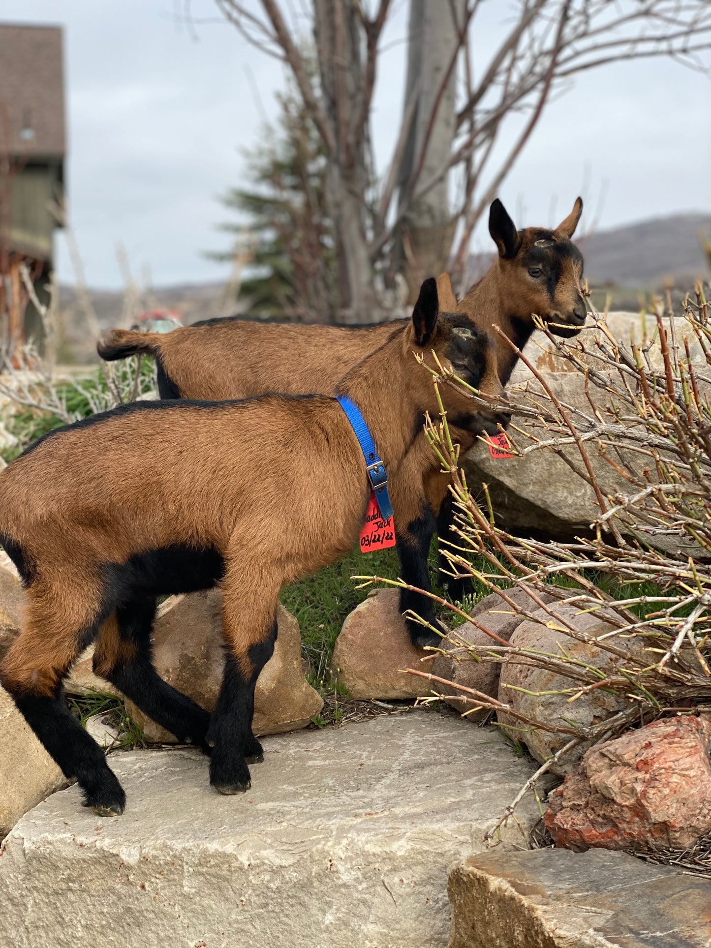 Pack goat bucklings