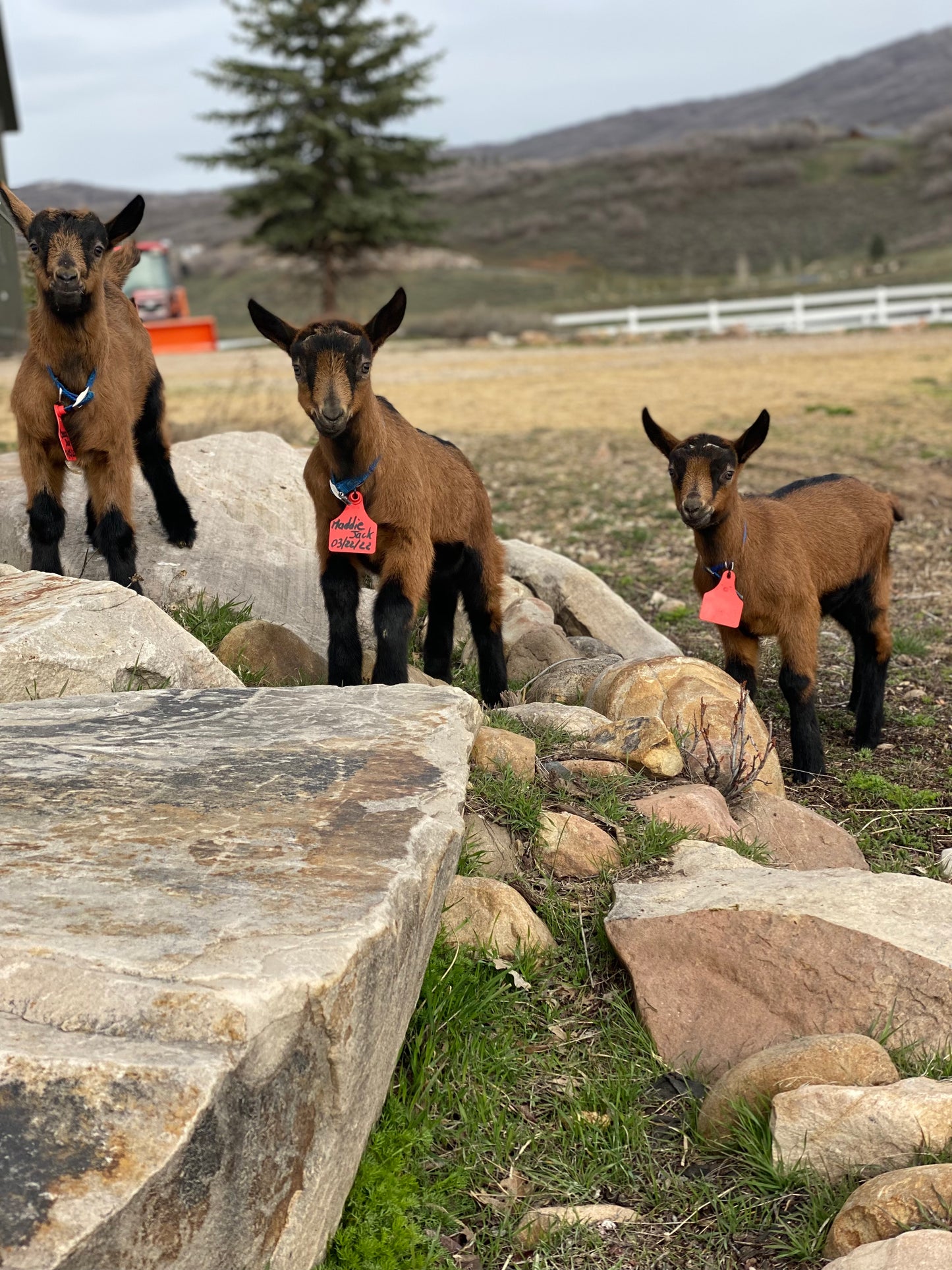 Pack goat bucklings